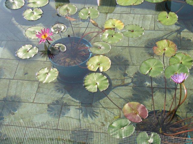 water lilies2.jpg